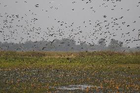 INDIA-ASSAM-NAGAON-MIGRATORY BIRDS