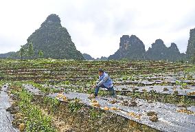 CHINA-GUANGXI-RURAL INDUSTRIES (CN)