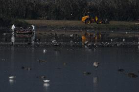 ISRAEL-HULA VALLEY-BIRD FLU