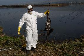 ISRAEL-HULA VALLEY-BIRD FLU