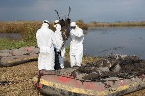 ISRAEL-HULA VALLEY-BIRD FLU