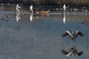ISRAEL-HULA VALLEY-BIRD FLU