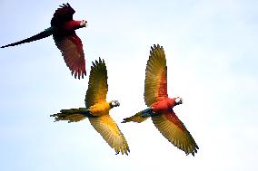 KUWAIT-HAWALLI GOVERNORATE-PARROT TRAINING