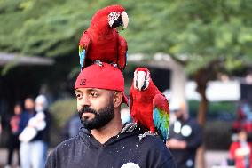 KUWAIT-HAWALLI GOVERNORATE-PARROT TRAINING