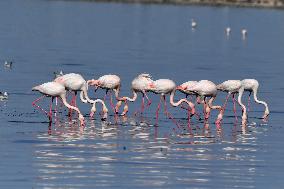 KUWAIT-CAPITAL GOVERNORATE-FLAMINGOES