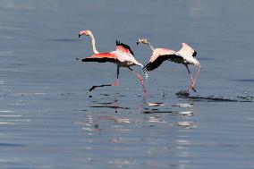 KUWAIT-CAPITAL GOVERNORATE-FLAMINGOES