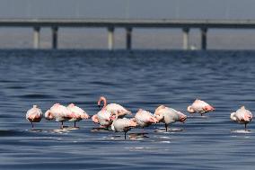 KUWAIT-CAPITAL GOVERNORATE-FLAMINGOES