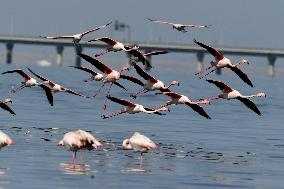 KUWAIT-CAPITAL GOVERNORATE-FLAMINGOES