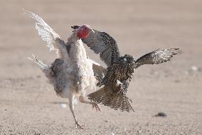 KUWAIT-JAHRA GOVERNORATE-FALCON HUNTING SHOW