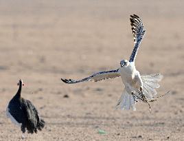 KUWAIT-JAHRA GOVERNORATE-FALCON HUNTING SHOW