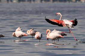 KUWAIT-CAPITAL GOVERNORATE-FLAMINGOES