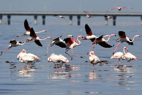 KUWAIT-CAPITAL GOVERNORATE-FLAMINGOES