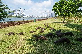 SINGAPORE-SMOOTH-COATED OTTERS