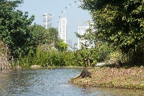 SINGAPORE-SMOOTH-COATED OTTERS