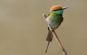 MYANMAR-BAGO-WILDLIFE-GREEN BEE-EATER