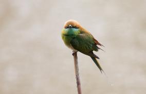 MYANMAR-BAGO-WILDLIFE-GREEN BEE-EATER