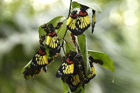 INDIA-ASSAM-NAGAON-BUTTERFLIES