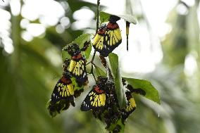 INDIA-ASSAM-NAGAON-BUTTERFLIES