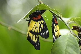 INDIA-ASSAM-NAGAON-BUTTERFLIES