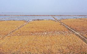 CHINA-JIANGXI-POYANG LAKE-MIGRANT BIRDS (CN)