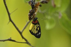 INDIA-ASSAM-NAGAON-BUTTERFLIES