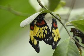 INDIA-ASSAM-NAGAON-BUTTERFLIES