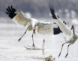 CHINA-JIANGXI-POYANG LAKE-MIGRANT BIRDS (CN)