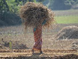 INDIA-AGARTALA-AGRICULTURE