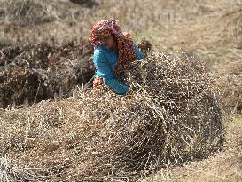 INDIA-AGARTALA-AGRICULTURE