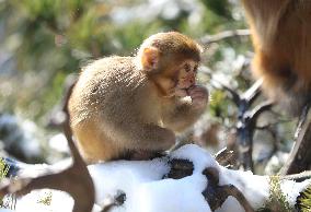 #CHINA-HUNAN-SNOW-MACAQUES (CN)