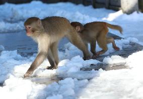 #CHINA-HUNAN-SNOW-MACAQUES (CN)