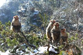 #CHINA-HUNAN-SNOW-MACAQUES (CN)