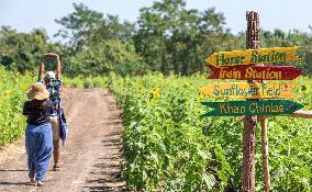 THAILAND-LOPBURI-SUNFLOWERS