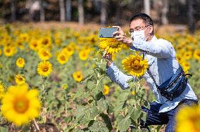 THAILAND-LOPBURI-SUNFLOWERS