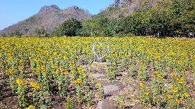 THAILAND-LOPBURI-SUNFLOWERS