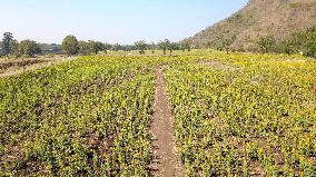 THAILAND-LOPBURI-SUNFLOWERS