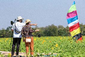 THAILAND-LOPBURI-SUNFLOWERS