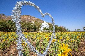 THAILAND-LOPBURI-SUNFLOWERS