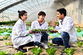 CHINA-SHANDONG-PAKISTANI STUDENT-VEGETABLE RESEARCH (CN)