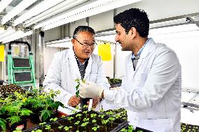 CHINA-SHANDONG-PAKISTANI STUDENT-VEGETABLE RESEARCH (CN)
