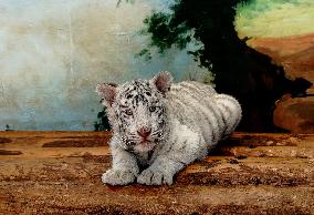CHINA-SHANGHAI-WILD ANIMAL PARK-WHITE TIGER CUB (CN)