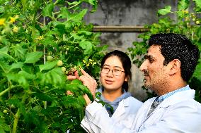 CHINA-SHANDONG-PAKISTANI STUDENT-VEGETABLE RESEARCH (CN)