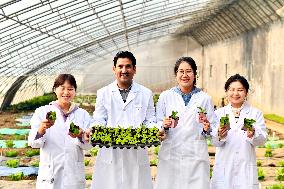 CHINA-SHANDONG-PAKISTANI STUDENT-VEGETABLE RESEARCH (CN)