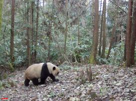 CHINA-SICHUAN-GIANT PANDA-INFRARED CAMERA-IMAGE (CN)