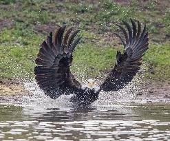 U.S.-SAN FRANCISCO-BALD EAGLE