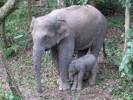 CHINA-YUNNAN-NEWBORN WILD ASIAN ELEPHANTS (CN)