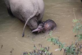 #CHINA-YUNNAN-NEWBORN WILD ASIAN ELEPHANTS (CN)