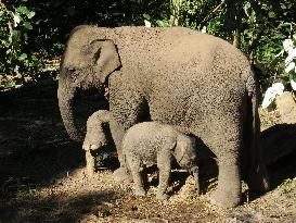 CHINA-YUNNAN-NEWBORN WILD ASIAN ELEPHANTS (CN)