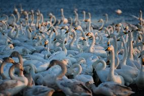 CHINA-SHANDONG-WHOOPER SWAN (CN)