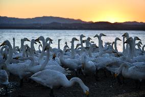 CHINA-SHANDONG-WHOOPER SWAN (CN)
